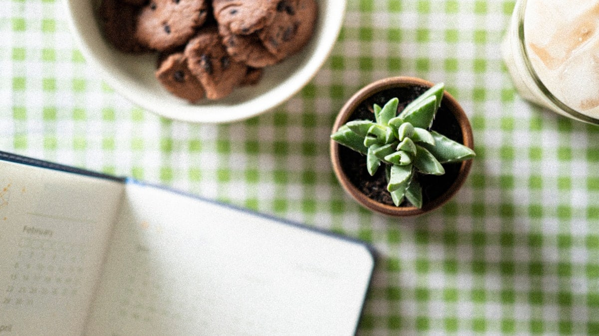 a plant in a pot